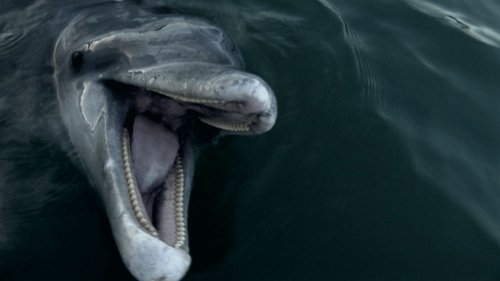 Background image for A Dolphin's Not a Fish