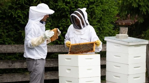 Background image for Beekeeping