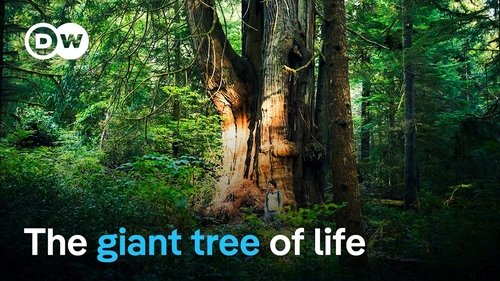 Background image for Life in Canada's Great Bear Rainforest