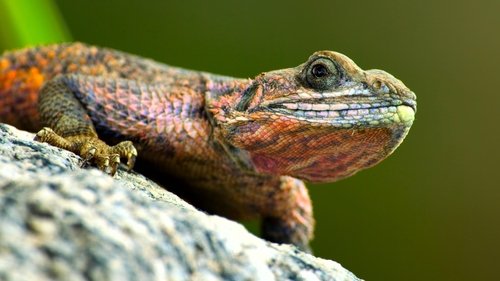 Background image for Savannah