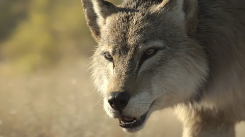 Background image for The Big Melt