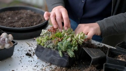 Background image for Episode 25 Succulent, Botanic, Radio, Overgrown & Native