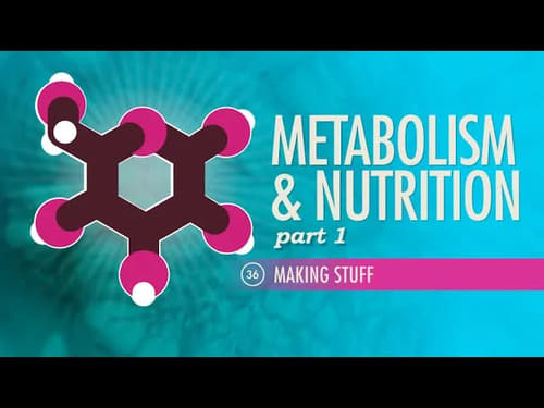 Metabolism & Nutrition, Part 1