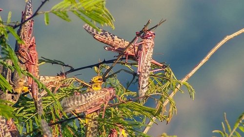 Background image for Kenya's Locust Hunters