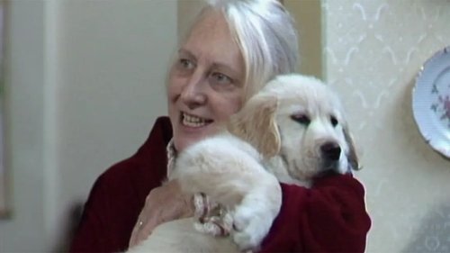 Background image for The Dog