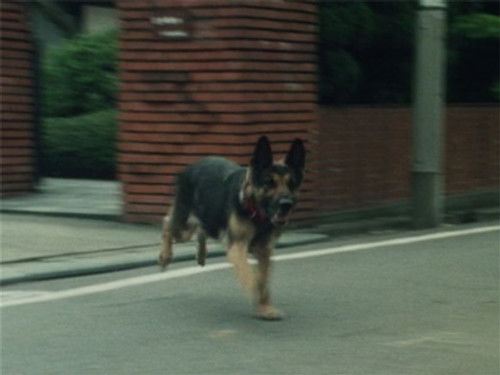 The Bomb-Setting Dog