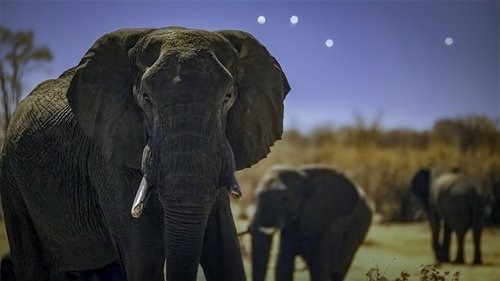Background image for Elephant Plains