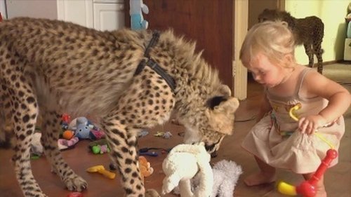 Background image for Wild & Dangerous: The World of Exotic Pets