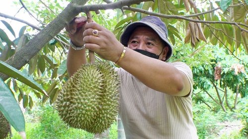 Background image for Defending the King of Fruit: Thailand