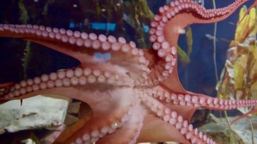 Background image for Ophelia the Octopus