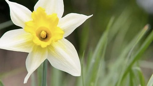 Background image for Daffodil Way