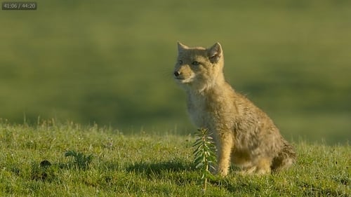 Surviving the Ancient Grasslands