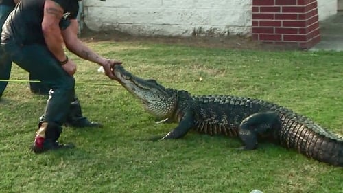 Gator Showdown