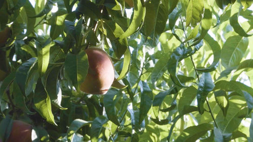 Palisade Peaches