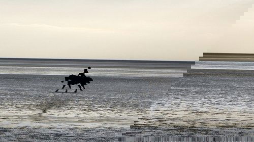 Background image for Estuaries