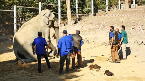Background image for Elephant