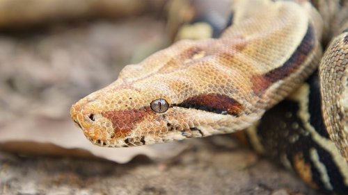 Background image for Snakes of the Americas