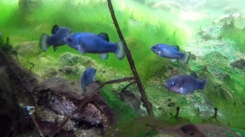 The Pupfish of Death Valley