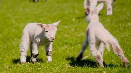 Background image for Lambing