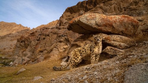 Background image for Big Cat Kingdom