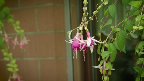 Background image for A garden of fuchsias