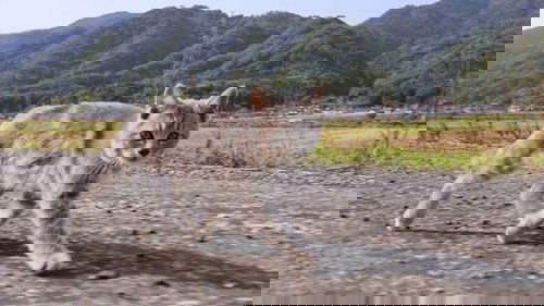 Background image for Shimane: Myths and Crafts of Izumo