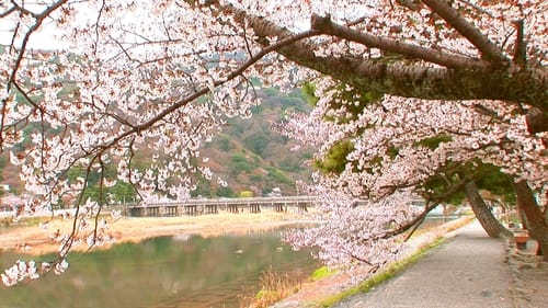 Hanami: Kyoto's Cherry Viewing Festivities in the Spring