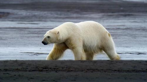 Background image for Kingdom of the Polar Bear