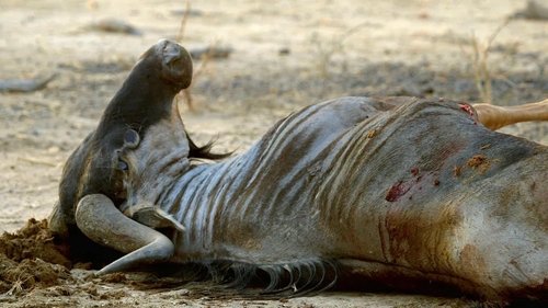 Background image for Africa: Episode 6