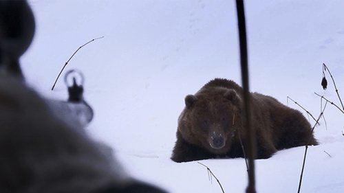 Background image for Bear in Sight