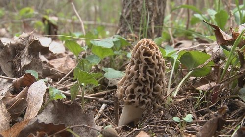 Background image for Morel Hunt
