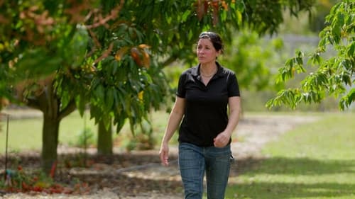 Florida Trees; Smart Lighting