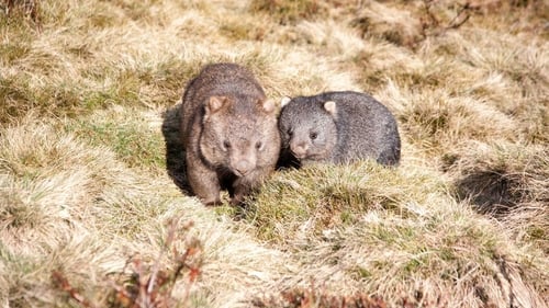 Wombat Kingdom