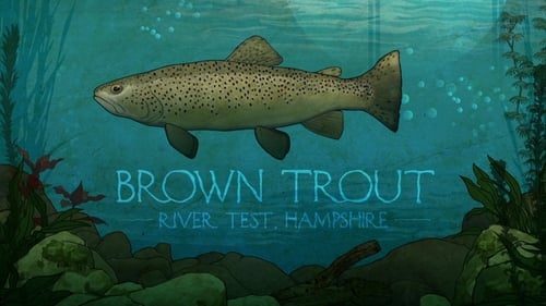 Brown Trout: River Test, Hampshire