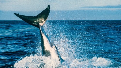 Background image for Air Jaws II: Even Higher
