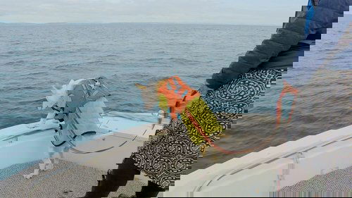 Background image for Whale Poop Dogs & Sheep Herding Dogs