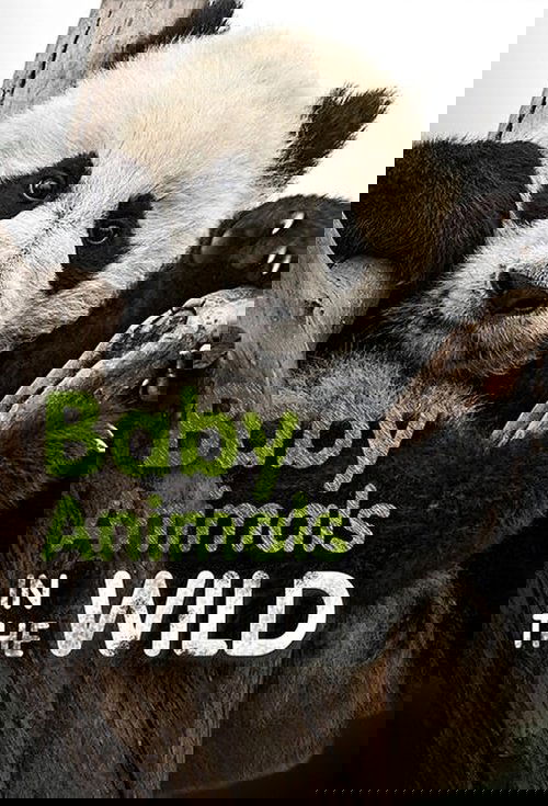 Baby Animals In The Wild poster