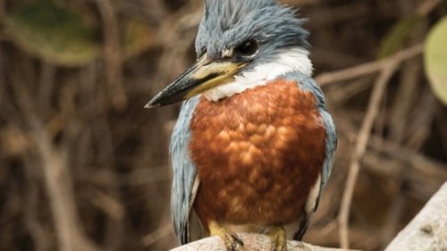 From Doves to Kingfishers
