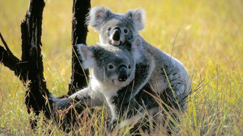 Background image for Koala Country