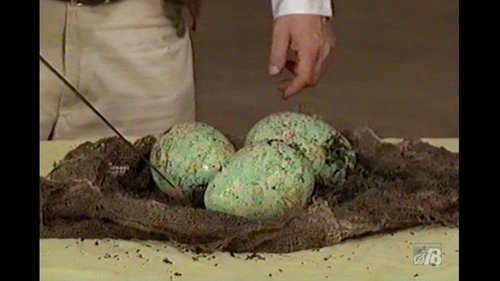 Background image for Snake Eggs