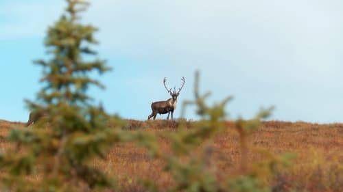 Fortymile Caribou (1)