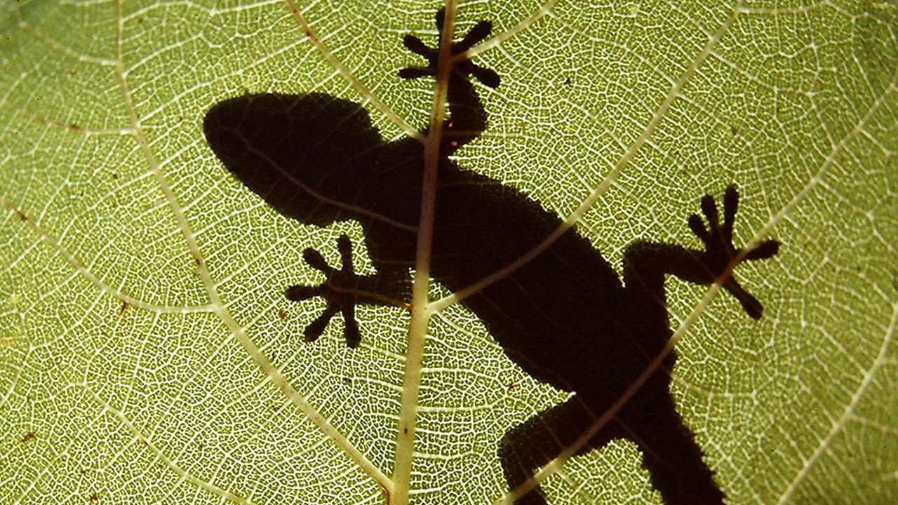 The Secret World of Nature: Spain backdrop