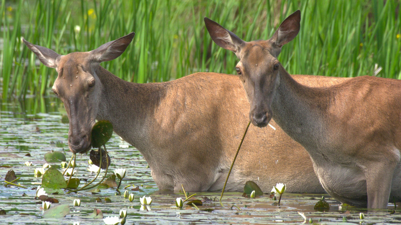 Europe's Amazon backdrop