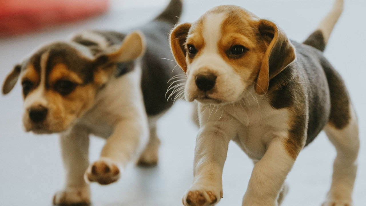 Dog Squad Puppy School backdrop