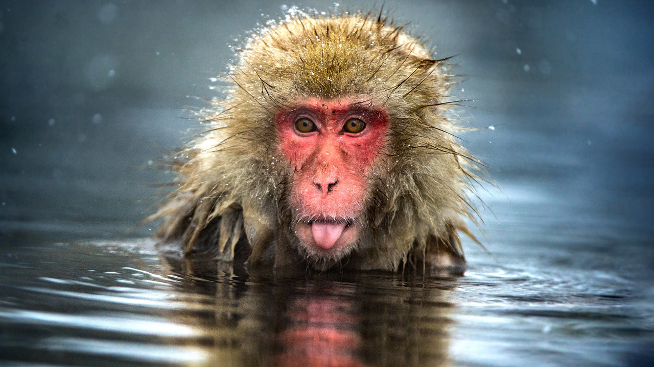 Monkey Planet backdrop