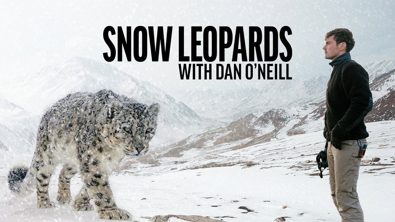 Snow Leopards with Dan O'Neill backdrop