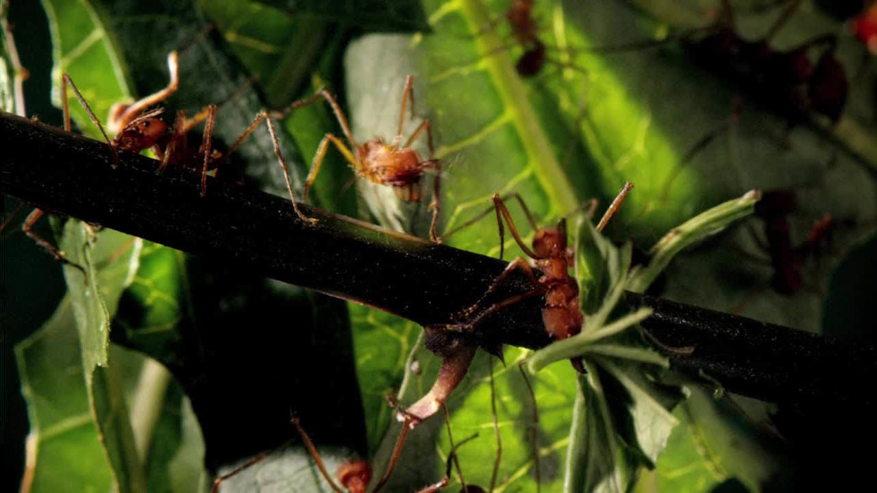 Micro Monsters with David Attenborough backdrop