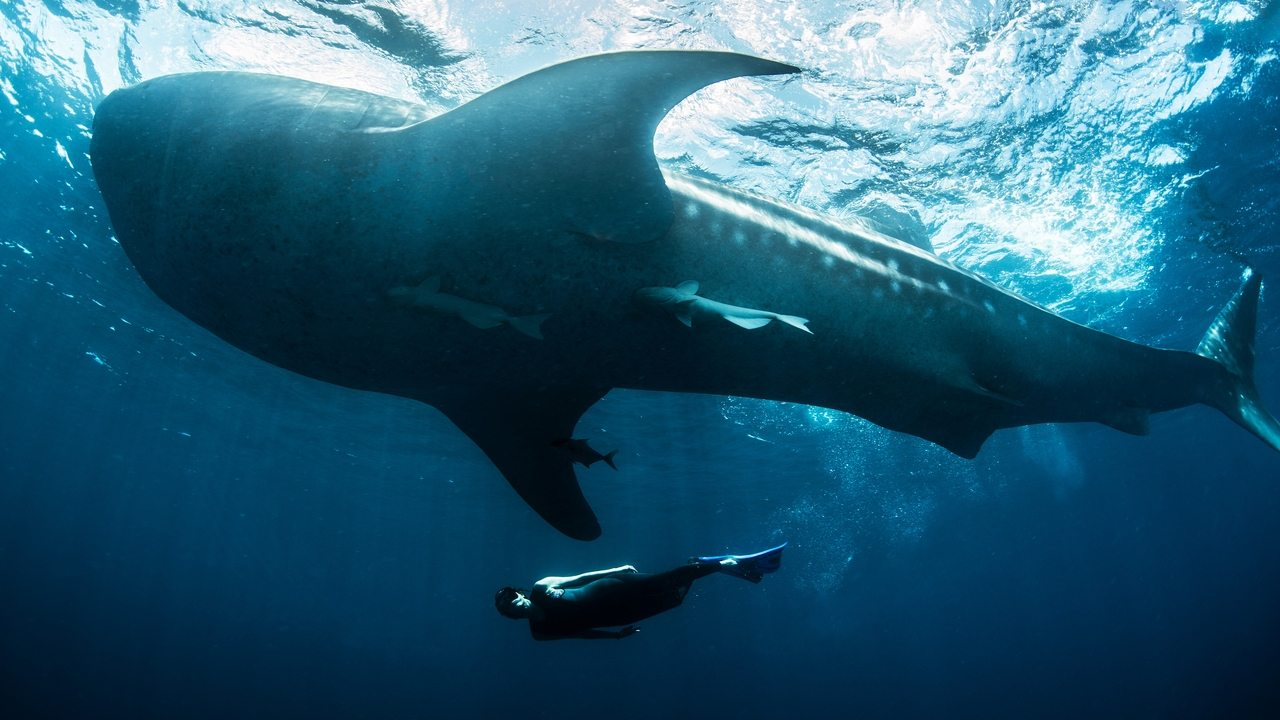 Swimming with Monsters backdrop