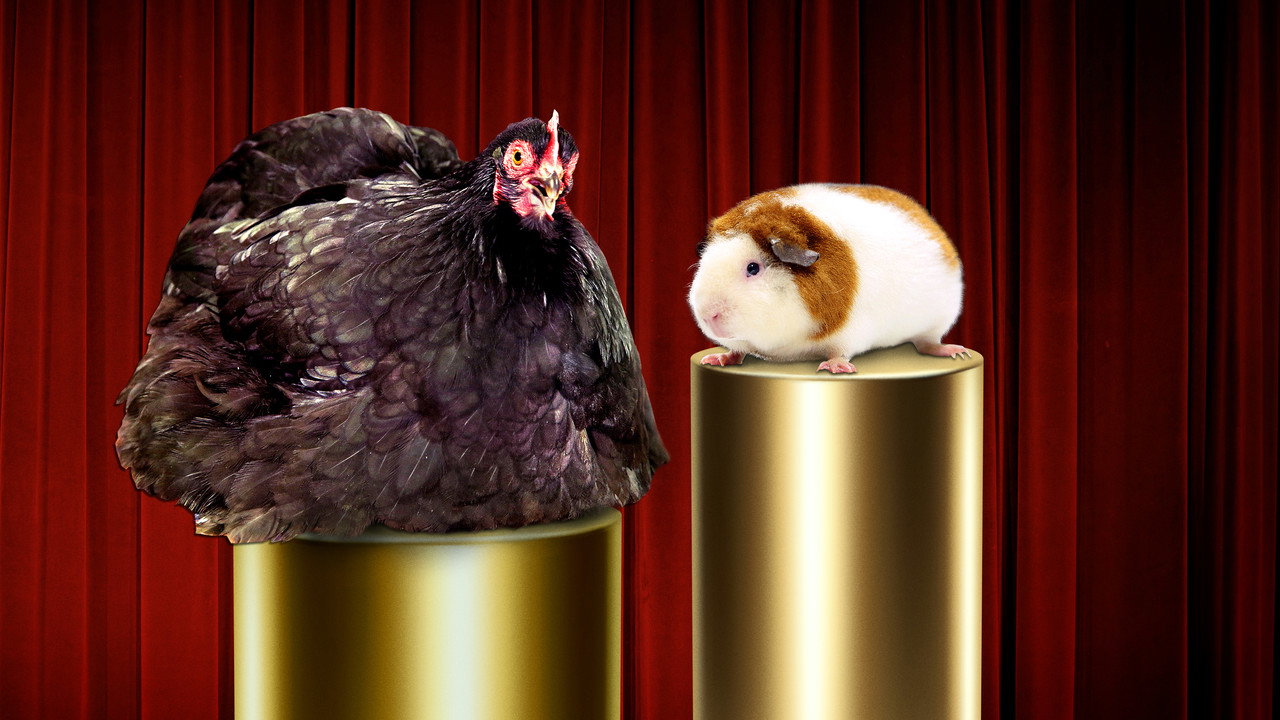 Going Fur Gold backdrop
