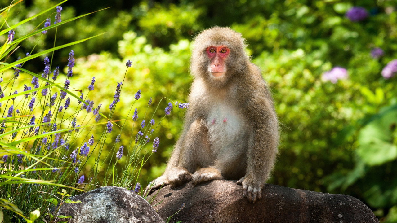 Japan: Earth's Enchanted Islands backdrop